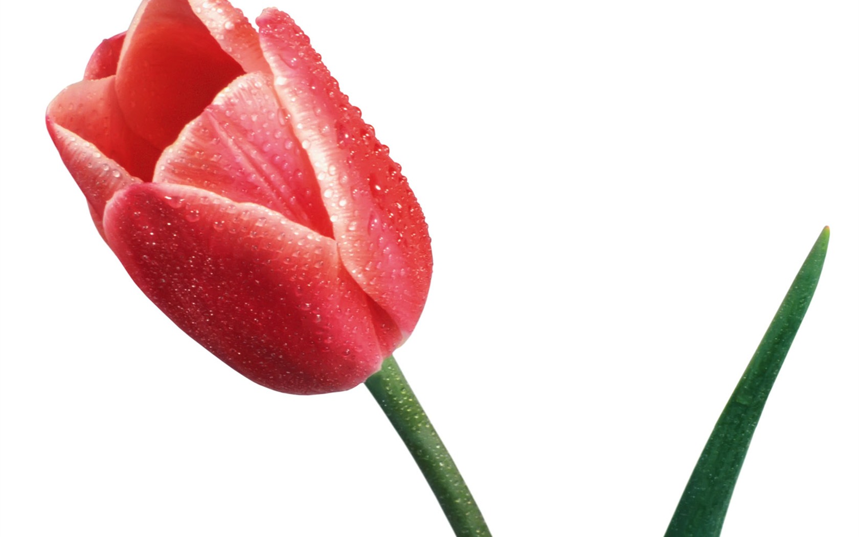 Tulip tapety album (1) #17 - 1680x1050