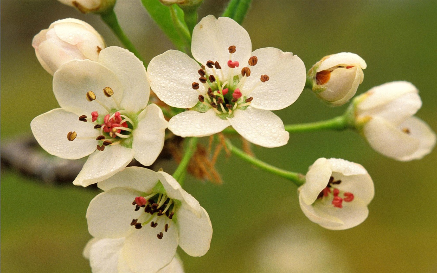 Widescreen wallpaper flowers close-up (12) #12 - 1680x1050