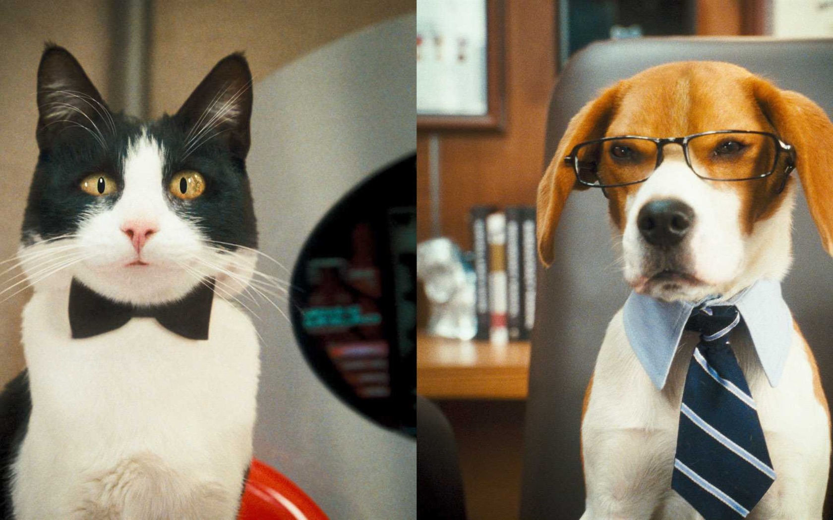 Cats and Dogs: The Revenge of Kitty Galore HD wallpaper #1 - 1680x1050