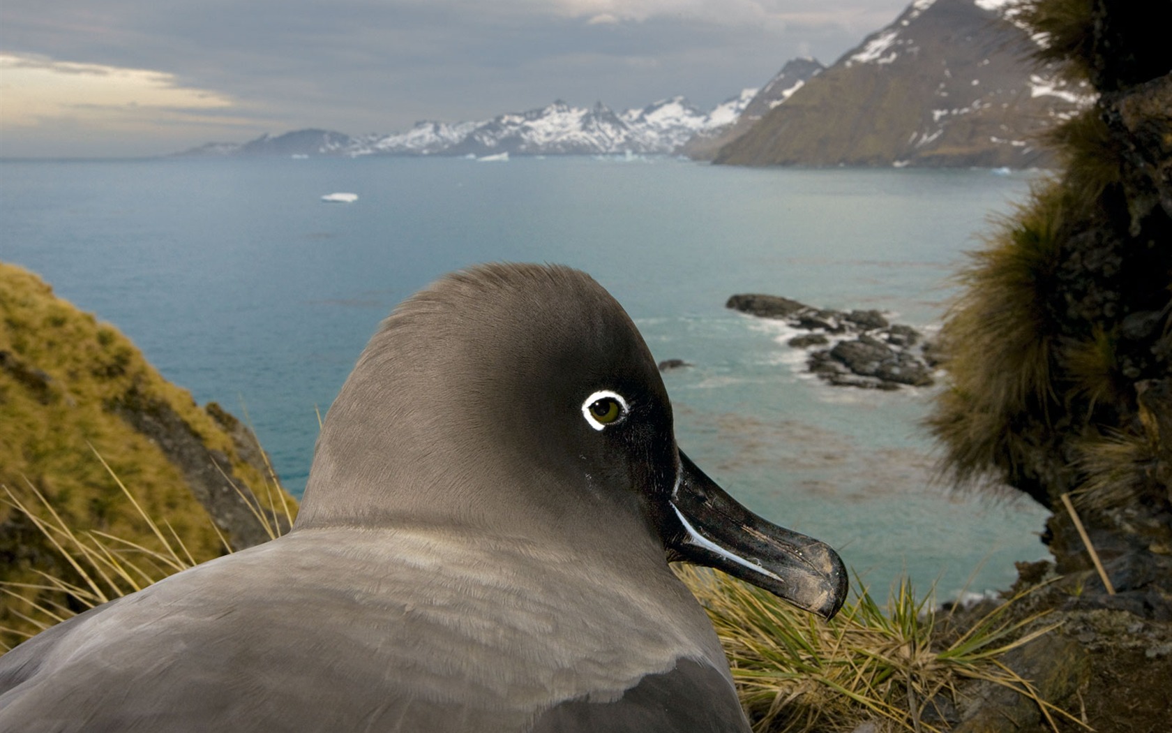 National Geographic Tier Wallpaper Album (7) #5 - 1680x1050