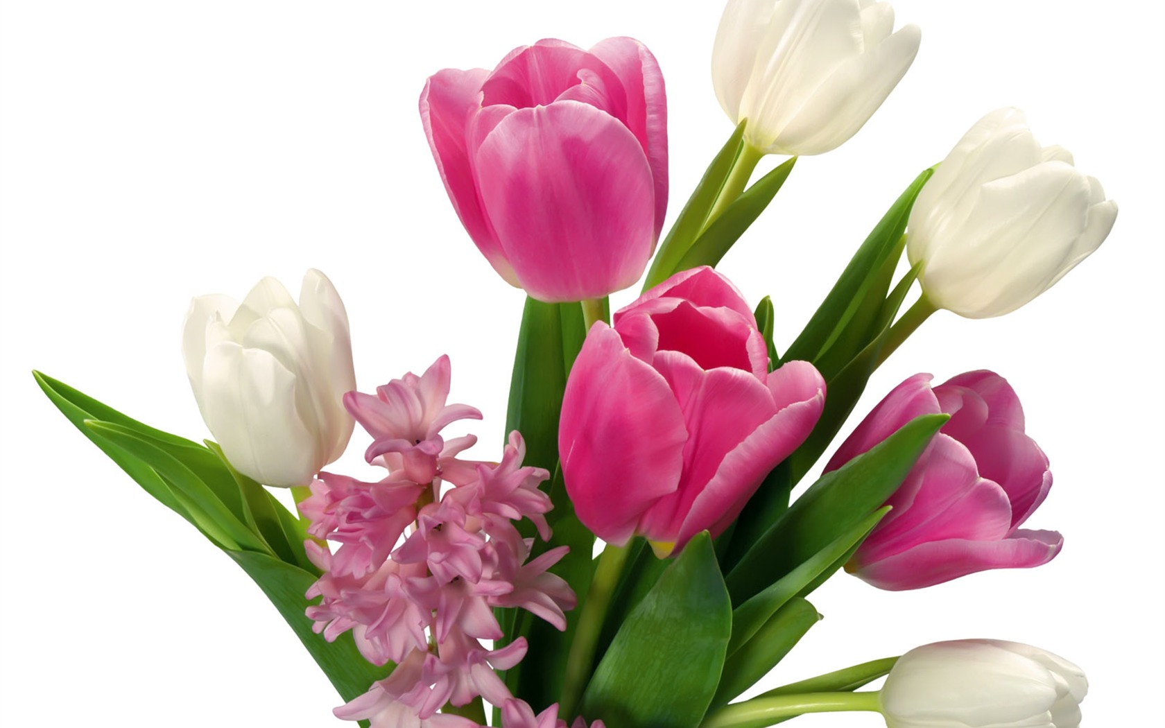 Tulip tapety album (2) #1 - 1680x1050