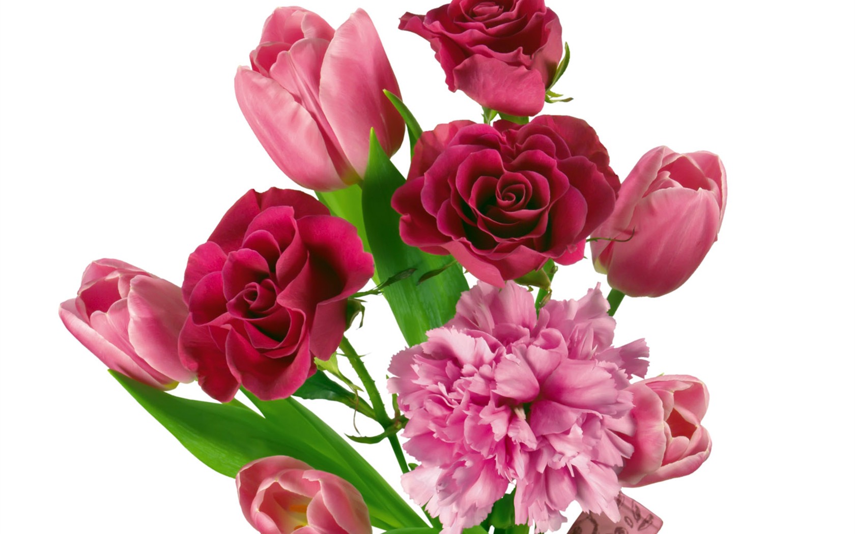 Tulip tapety album (2) #6 - 1680x1050