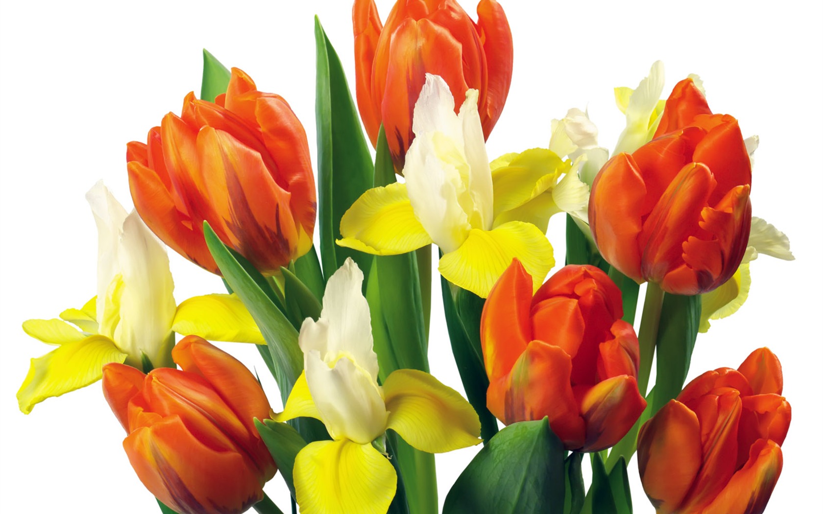 Tulip tapety album (2) #10 - 1680x1050