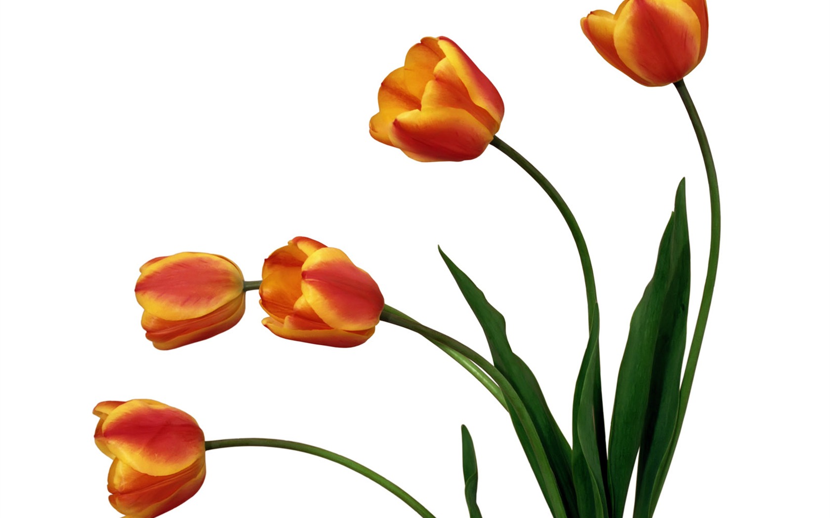 Tulip tapety album (2) #11 - 1680x1050