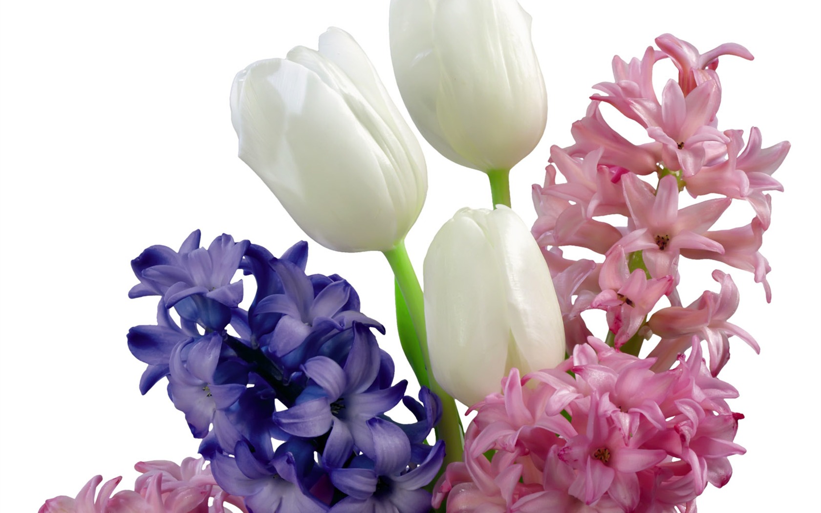 Tulip tapety album (2) #12 - 1680x1050