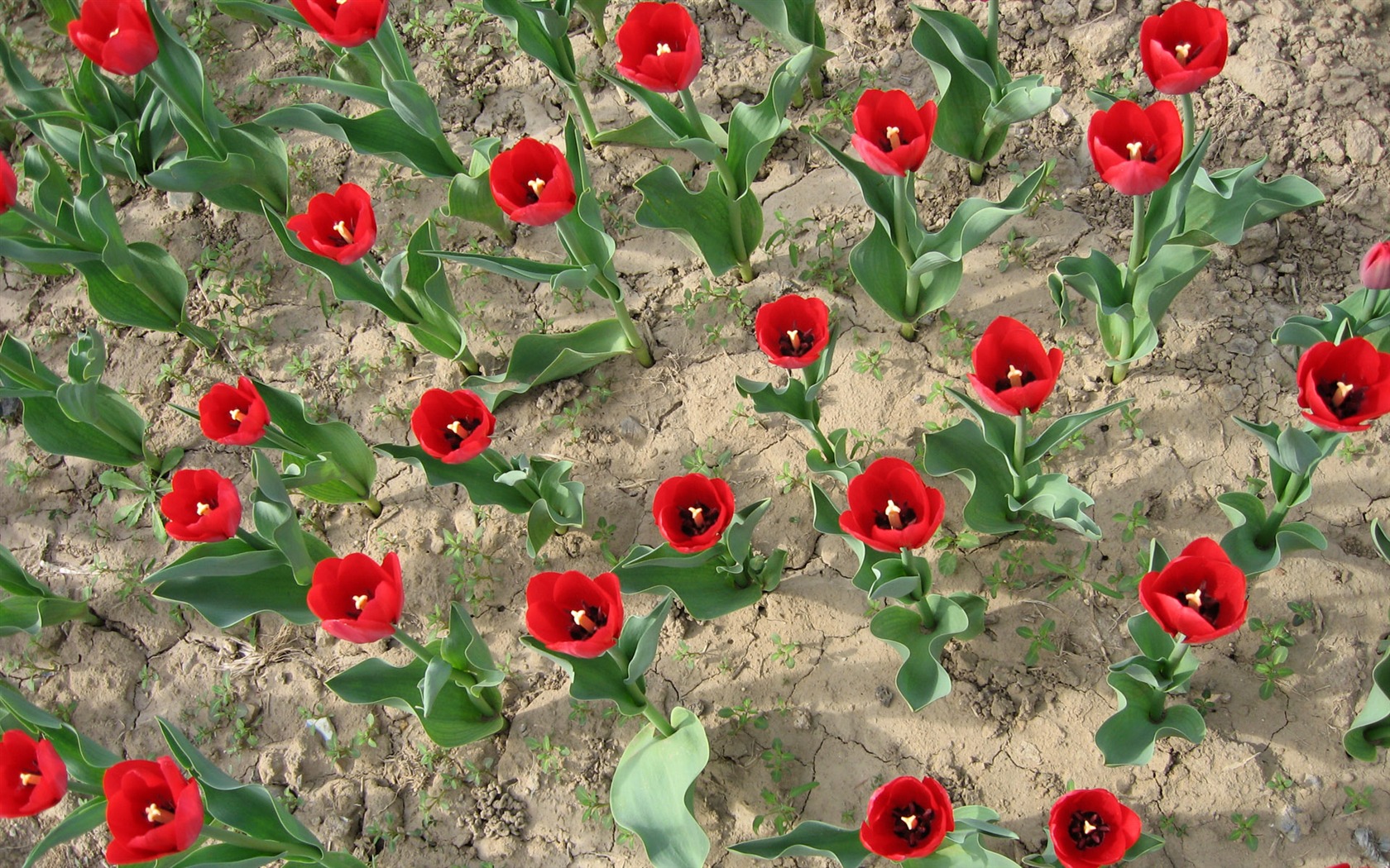 Tulip tapety album (3) #8 - 1680x1050