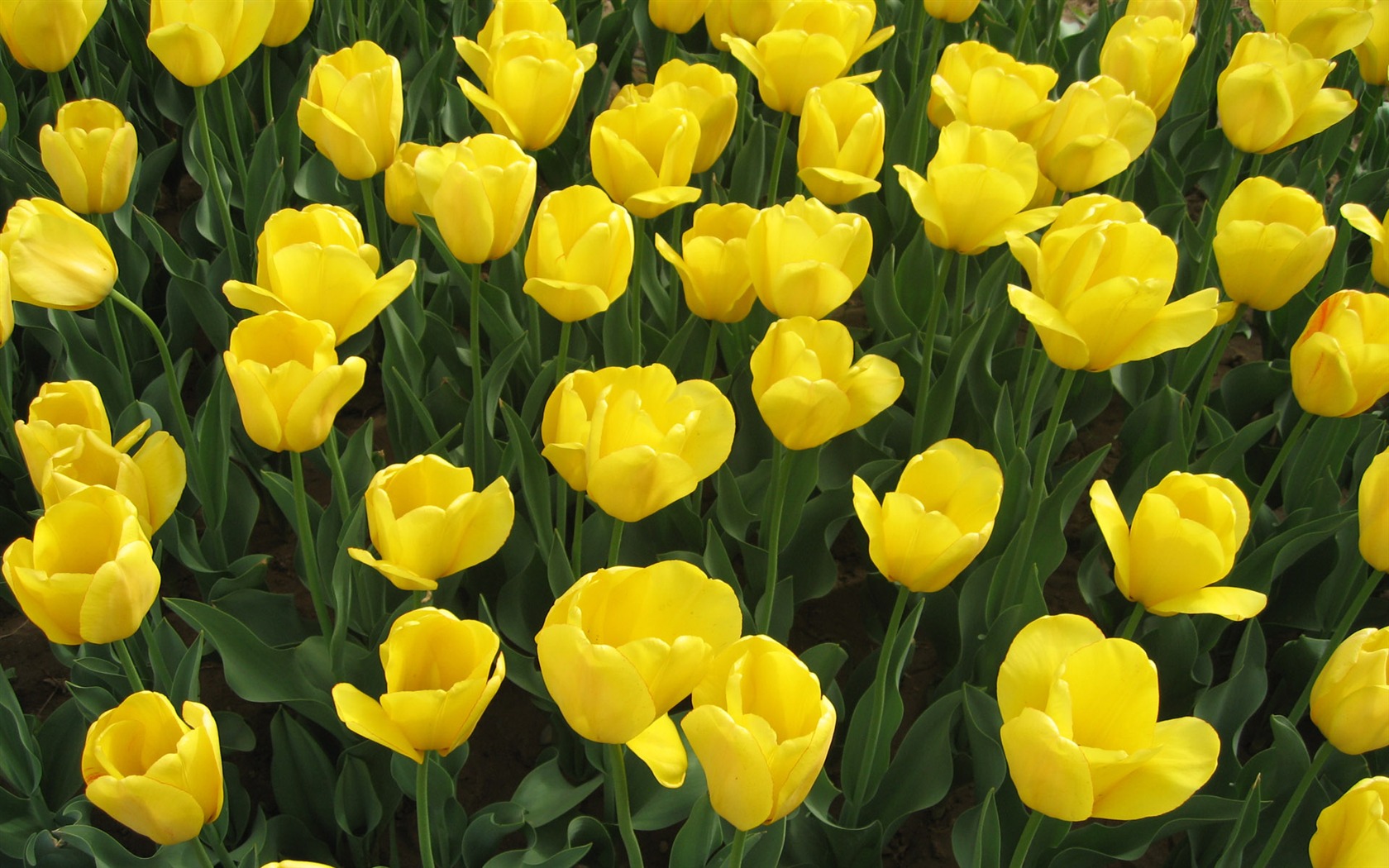 Tulip tapety album (3) #12 - 1680x1050