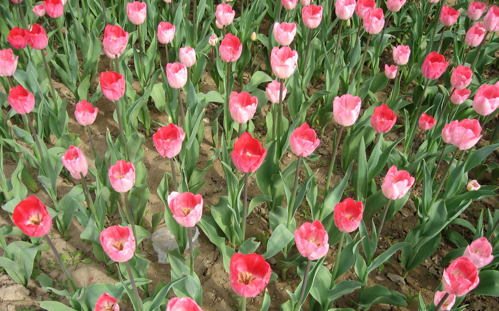 Tulip tapety album (3) #15 - 1680x1050