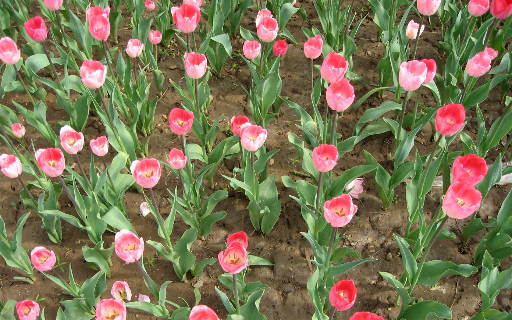 Tulip tapety album (3) #16 - 1680x1050