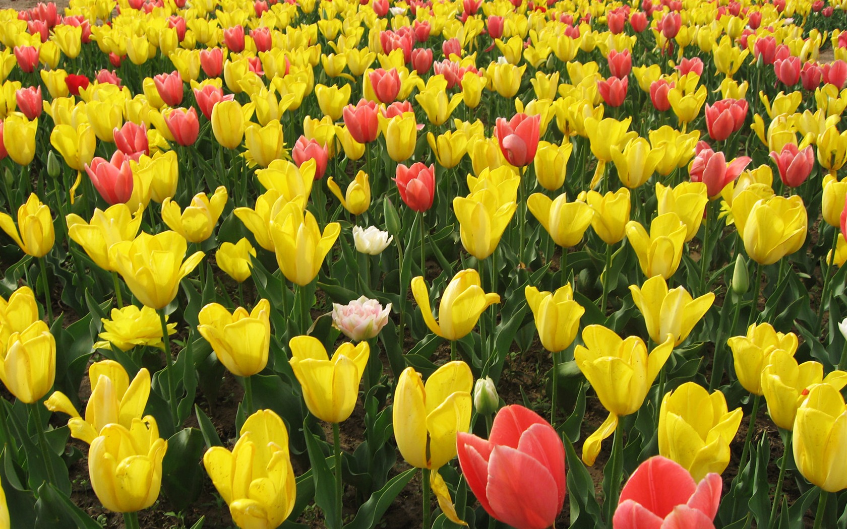 Tulip tapety album (4) #3 - 1680x1050