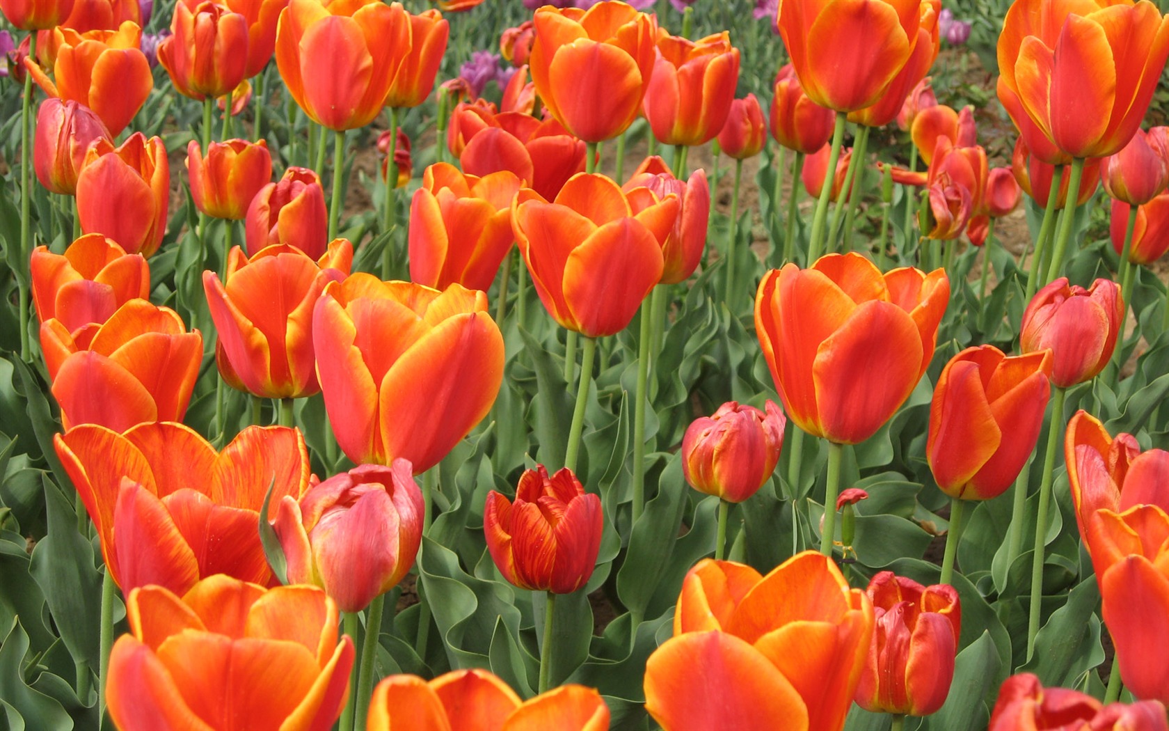Tulip tapety album (4) #5 - 1680x1050