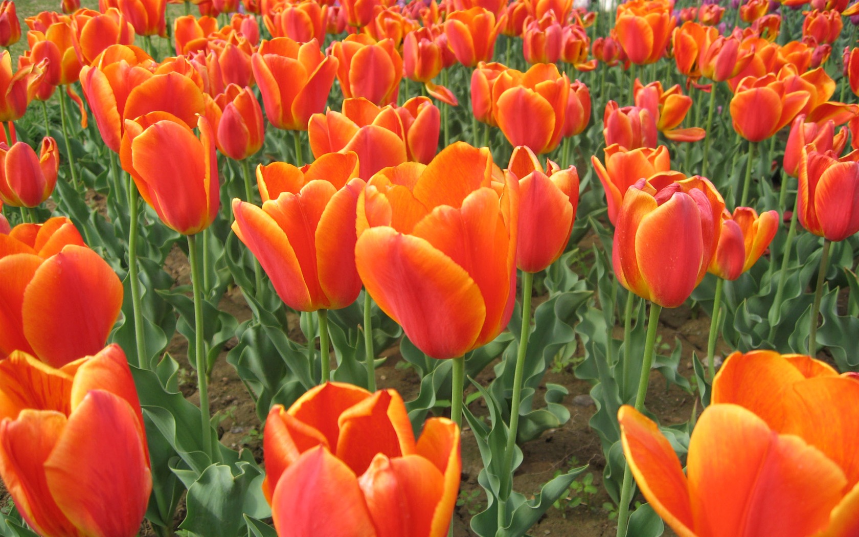 Tulip tapety album (4) #6 - 1680x1050