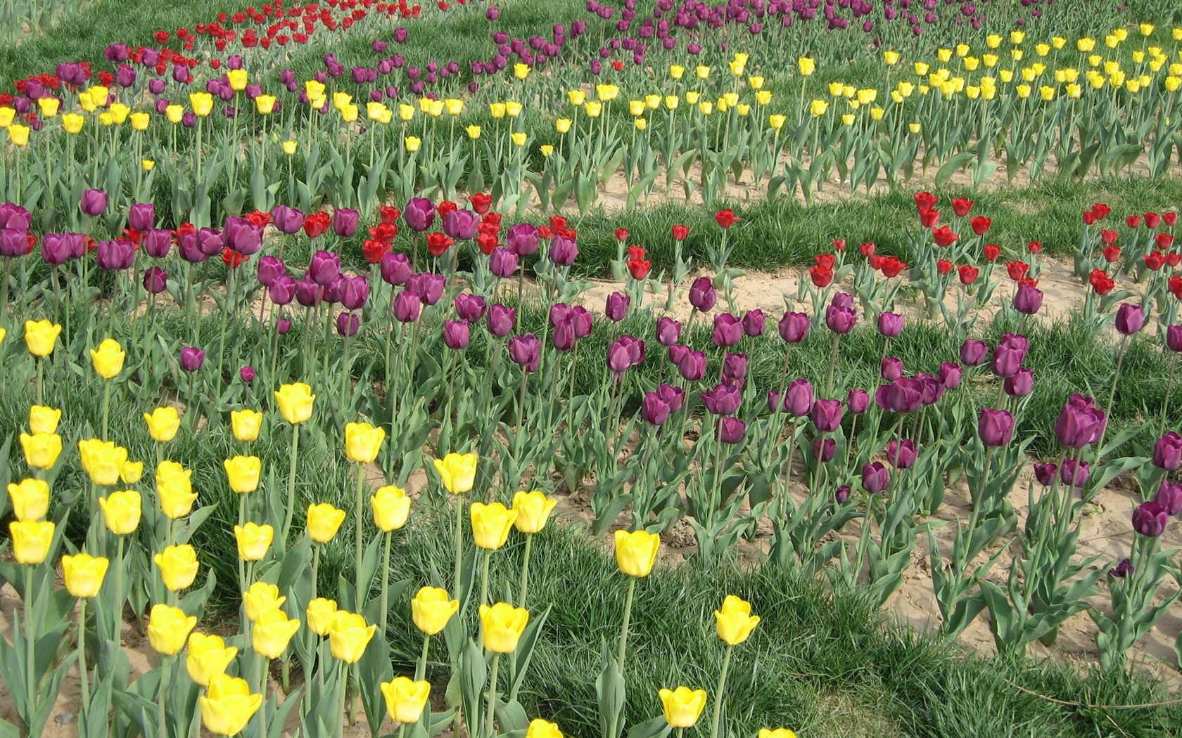 Tulip tapety album (4) #13 - 1680x1050