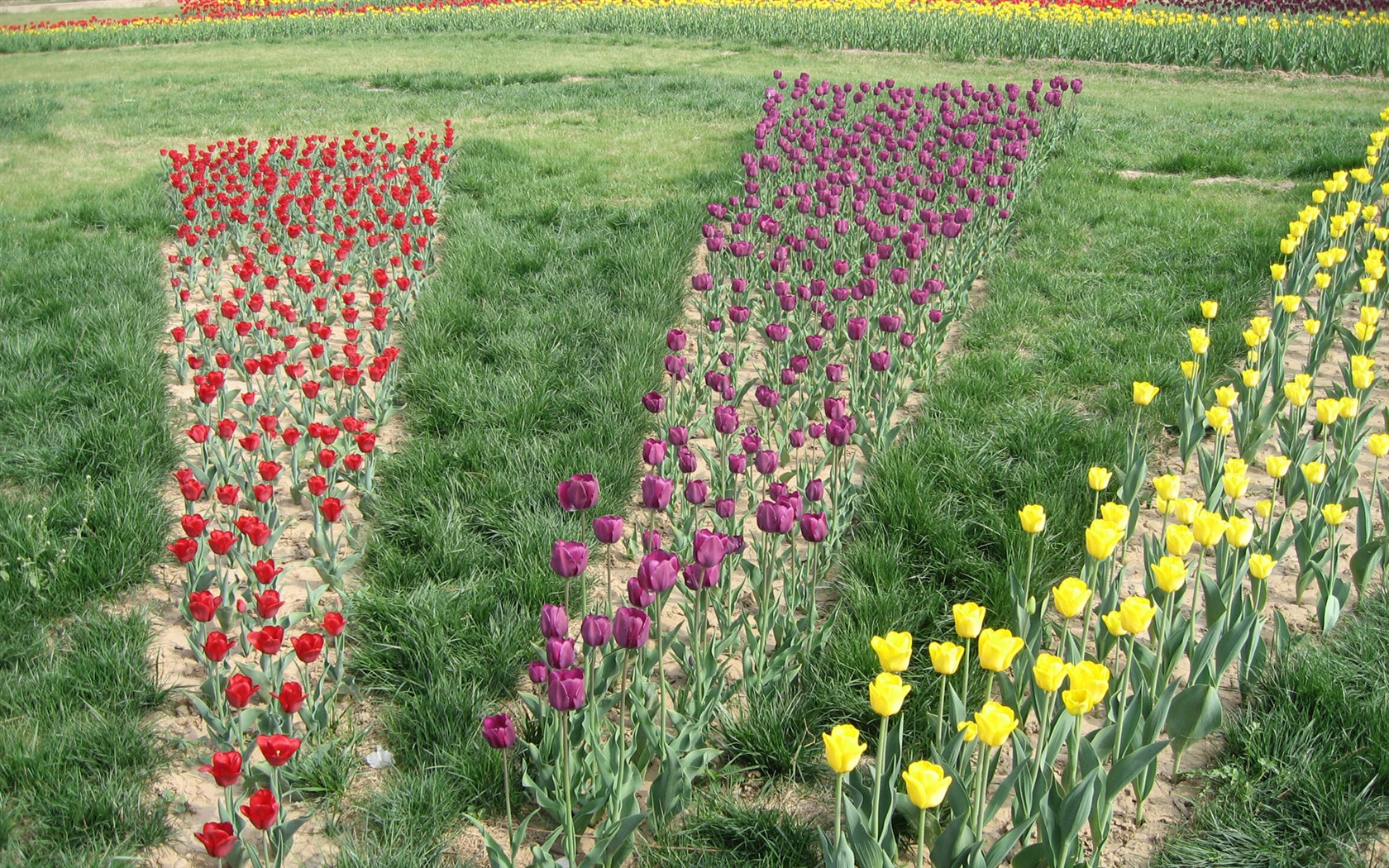 Tulip tapety album (4) #14 - 1680x1050
