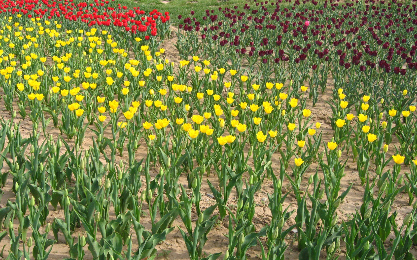 Tulip álbum de fondo de pantalla (4) #19 - 1680x1050