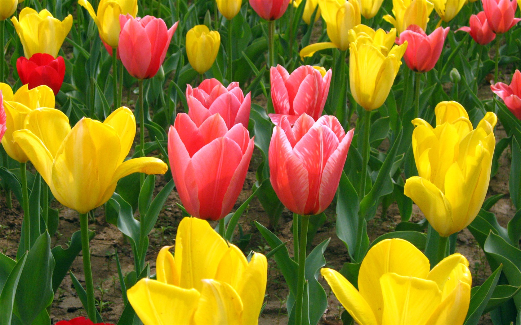 Tulip wallpaper album (5) #1 - 1680x1050