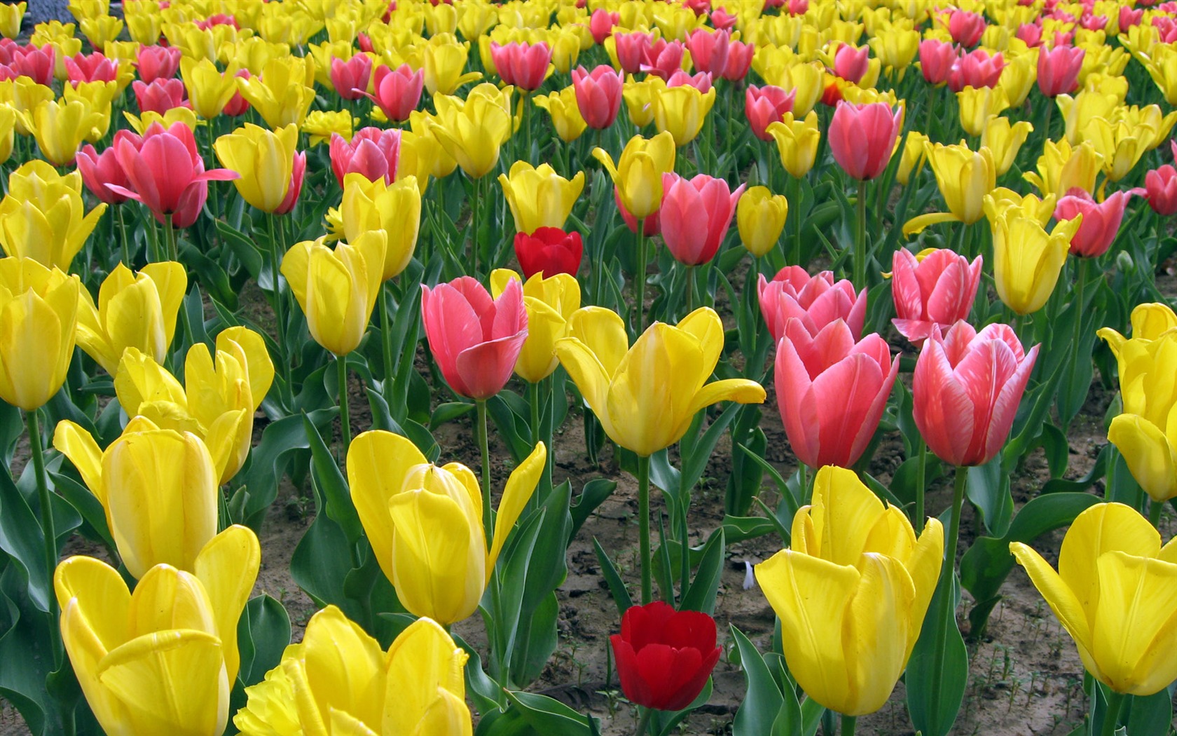 Tulip tapety album (5) #4 - 1680x1050