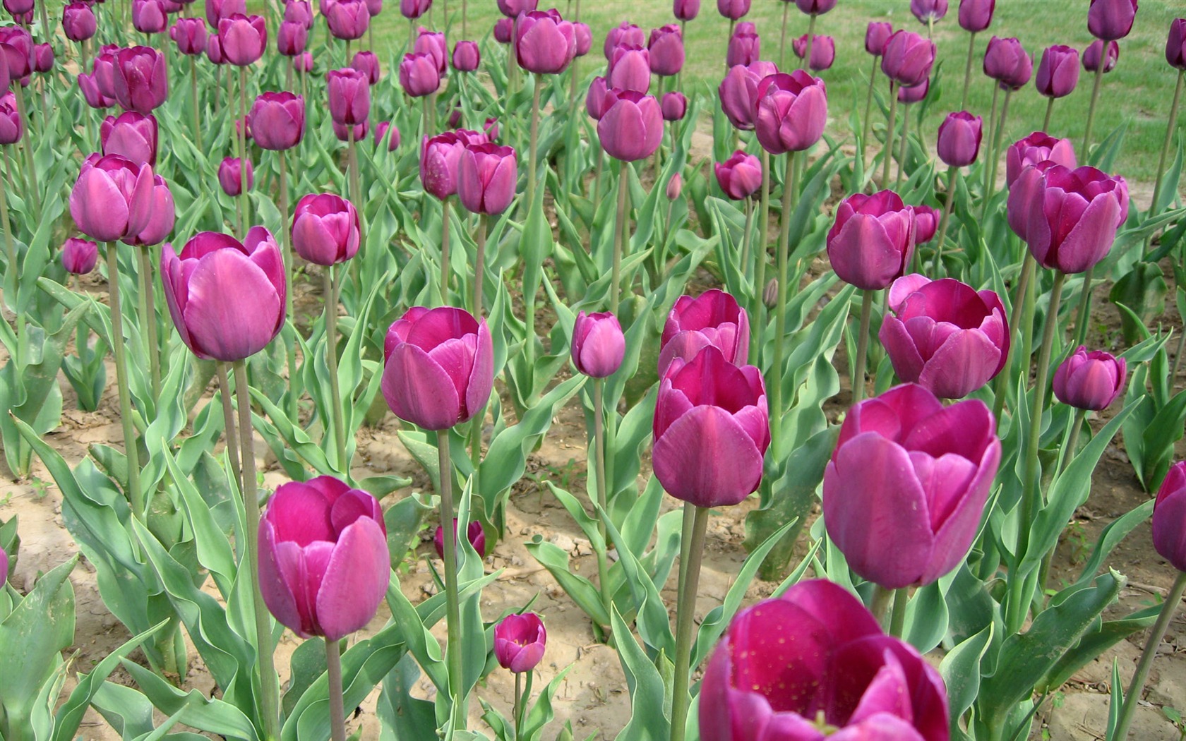Tulip tapety album (5) #12 - 1680x1050
