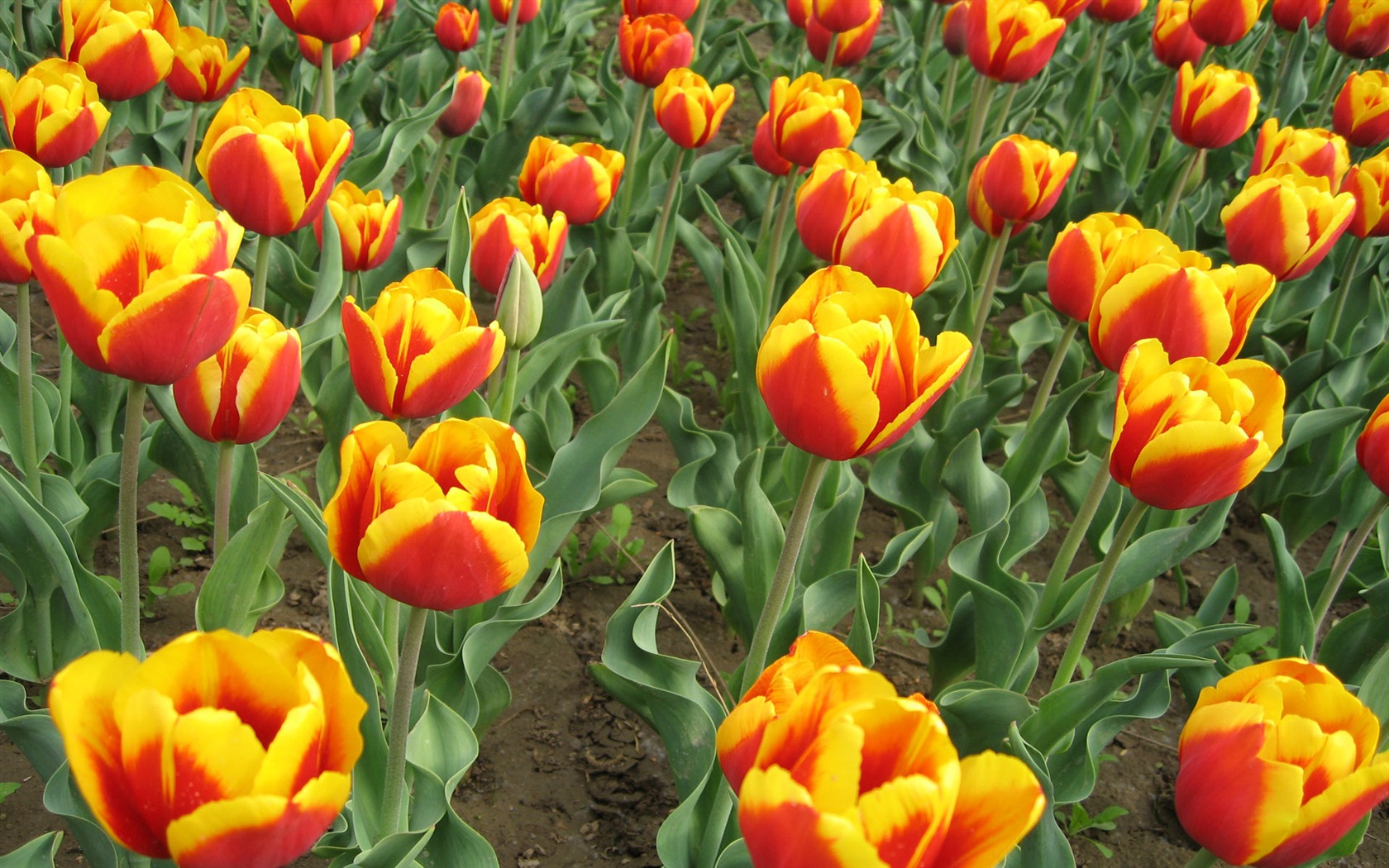 Tulip tapety album (5) #14 - 1680x1050