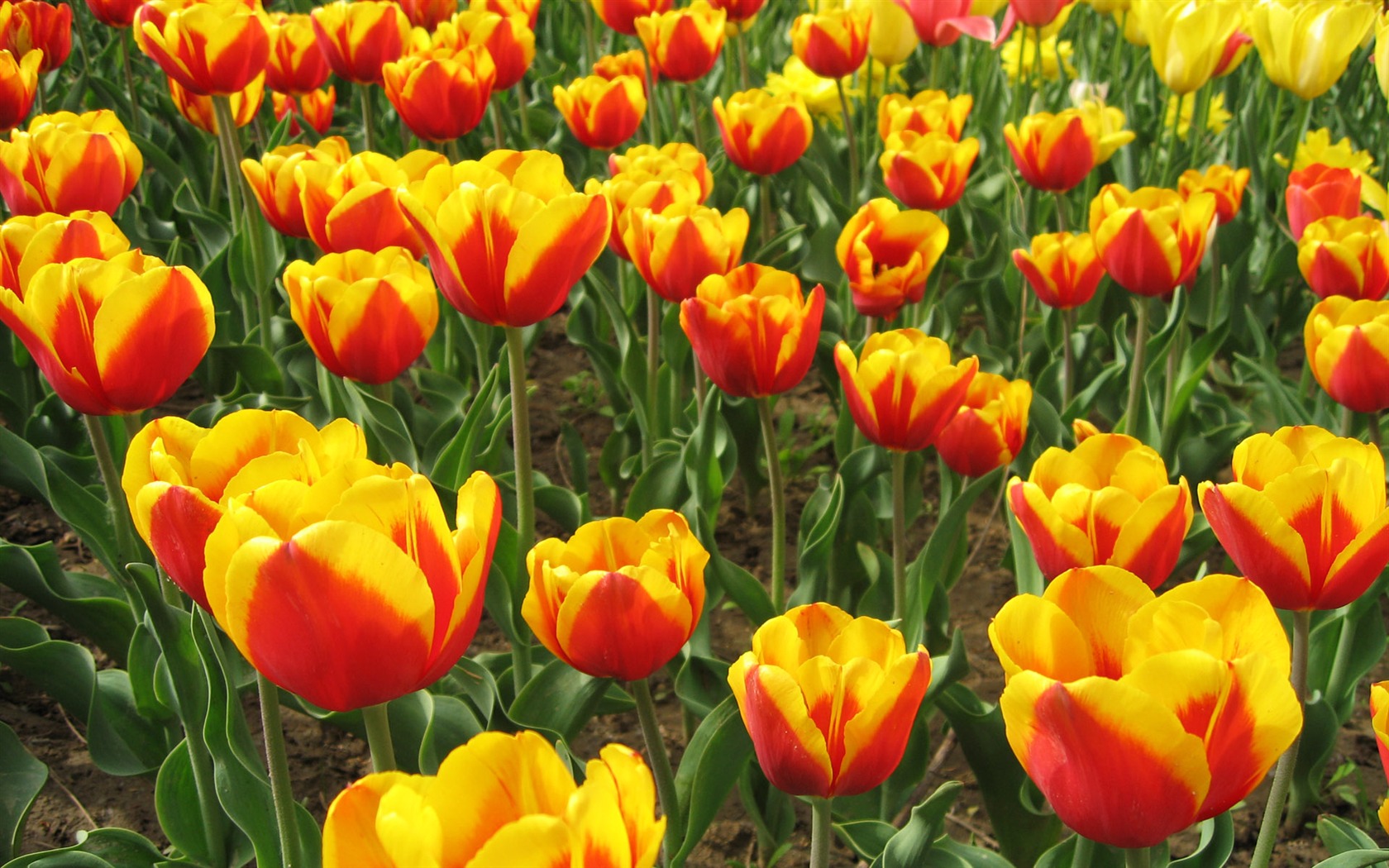 Tulip tapety album (5) #15 - 1680x1050