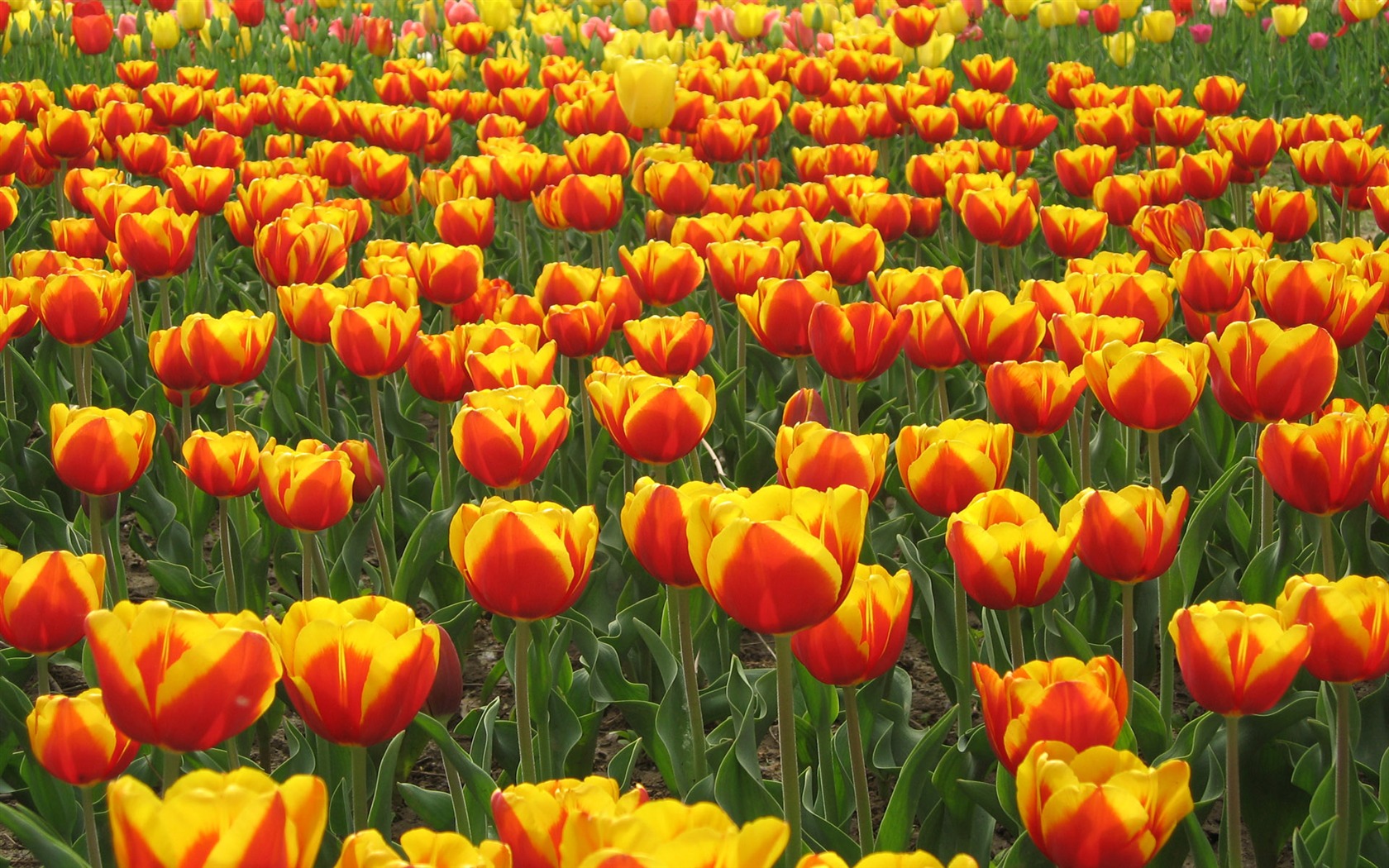 Tulip tapety album (5) #17 - 1680x1050