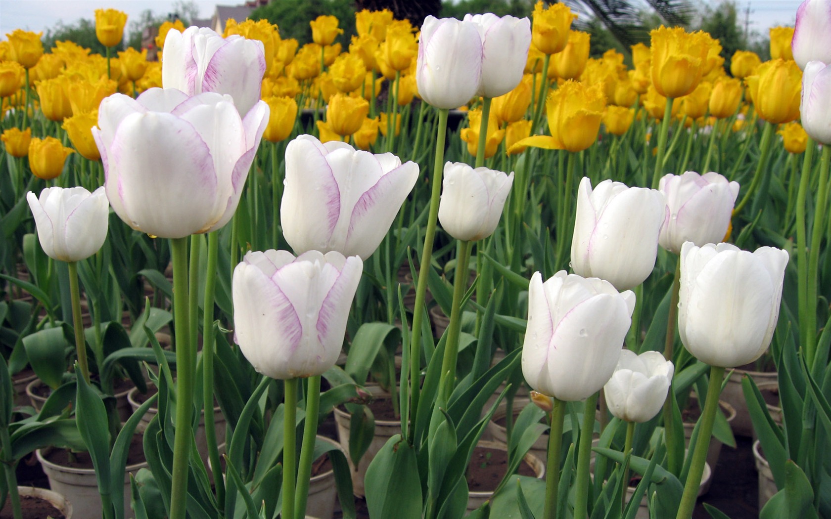 Tulip tapety album (6) #2 - 1680x1050