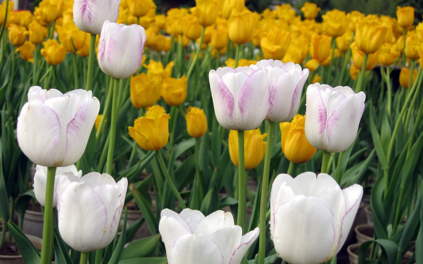 Tulip tapety album (6) #3 - 1680x1050