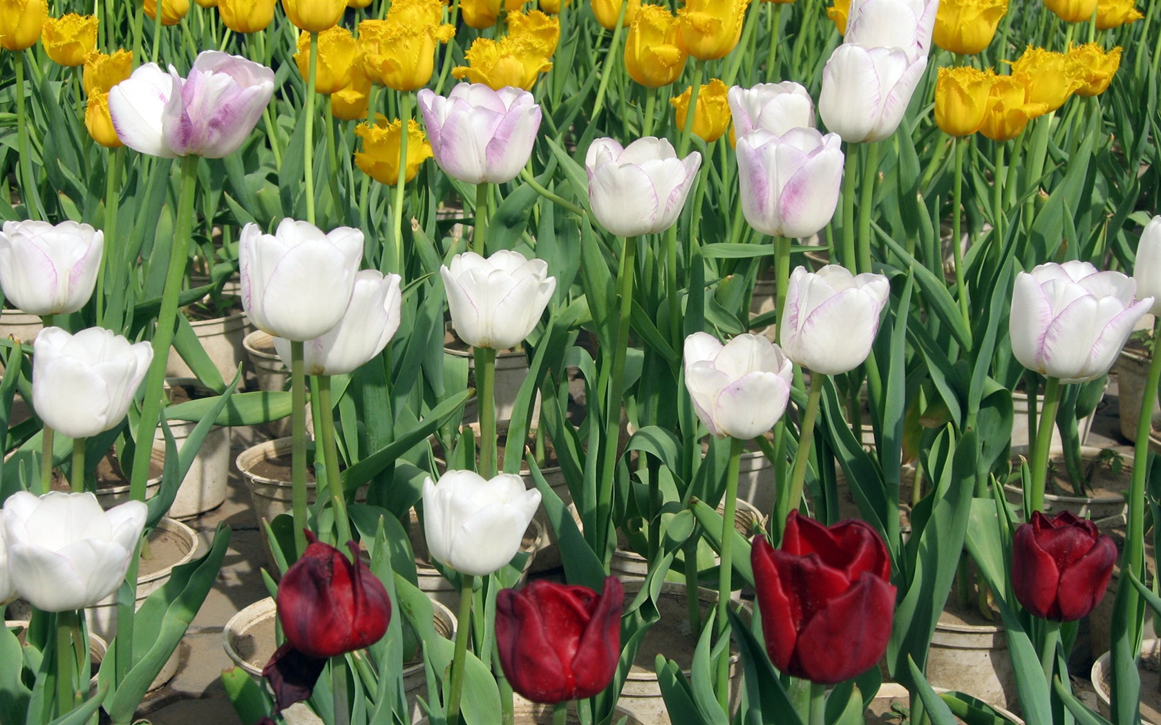 Tulip tapety album (6) #4 - 1680x1050