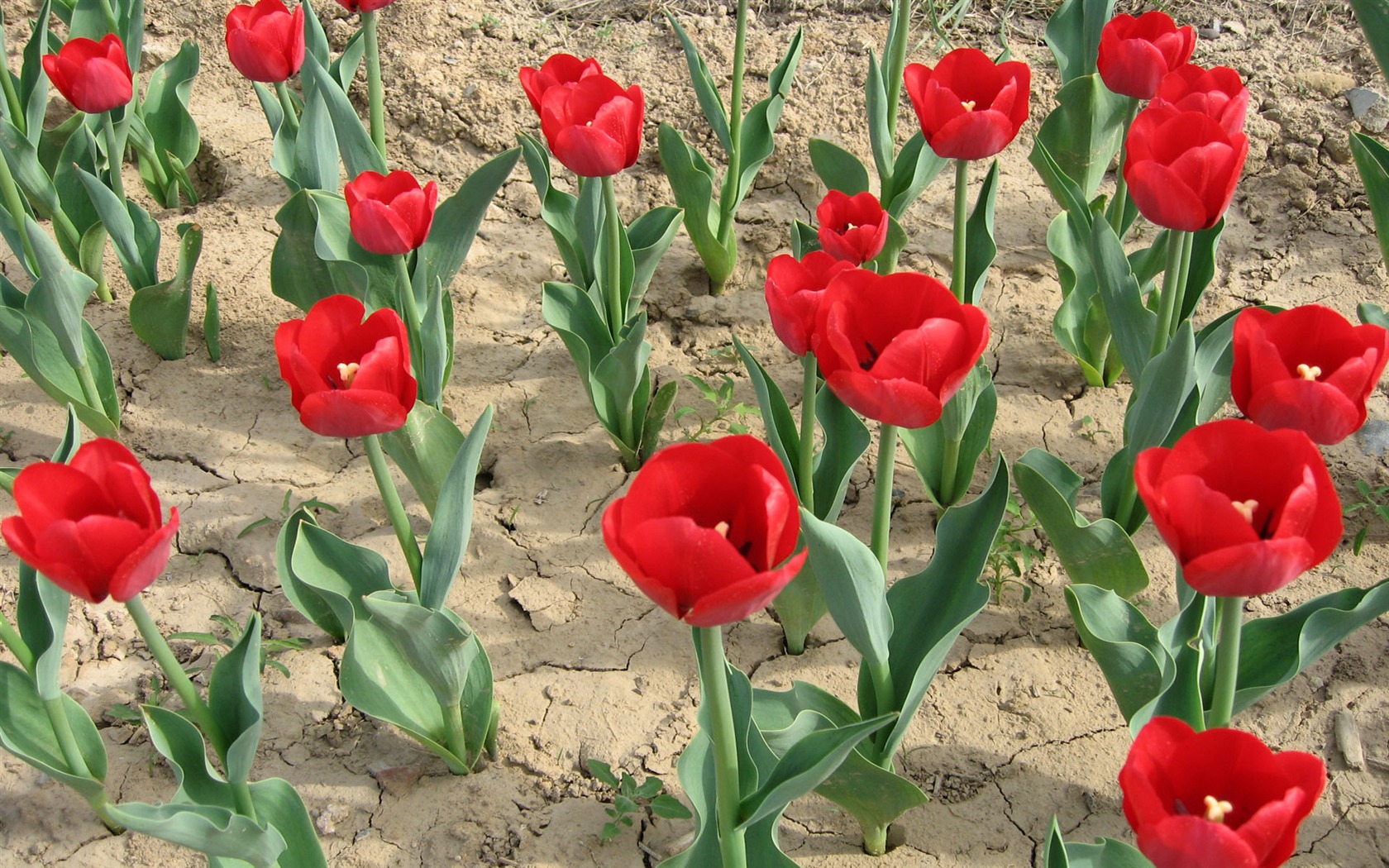Tulip tapety album (6) #15 - 1680x1050