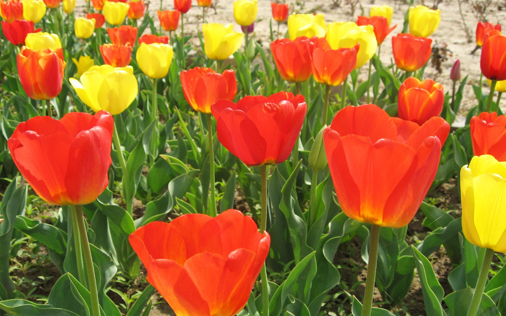 Tulip tapety album (6) #19 - 1680x1050