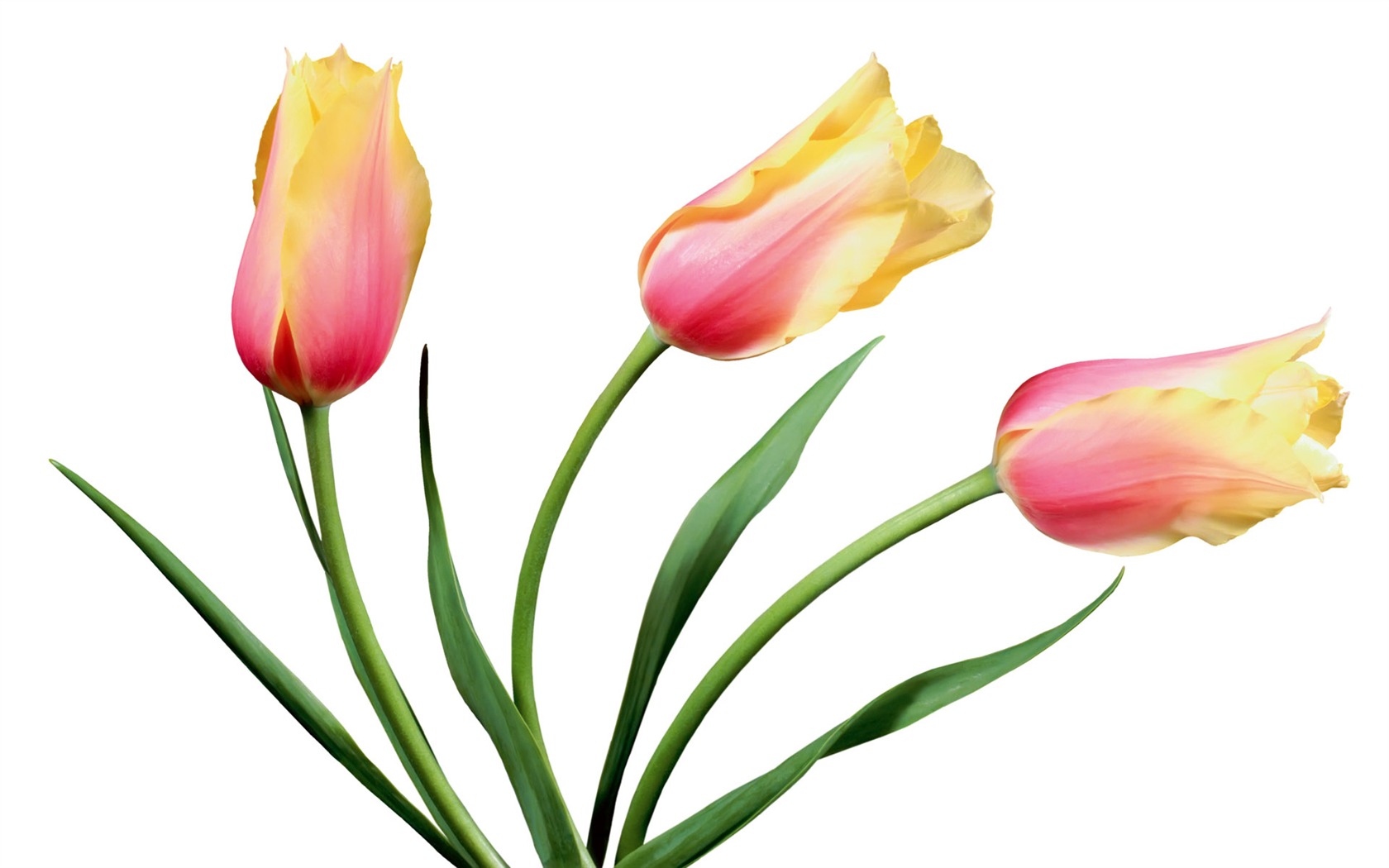 Tulip tapety album (7) #4 - 1680x1050