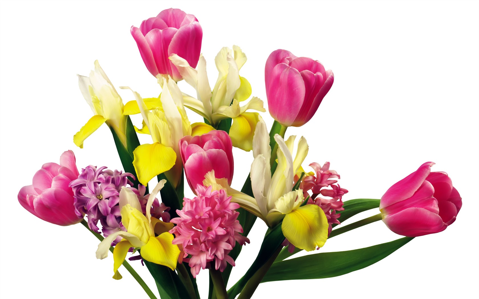 Tulip tapety album (7) #10 - 1680x1050