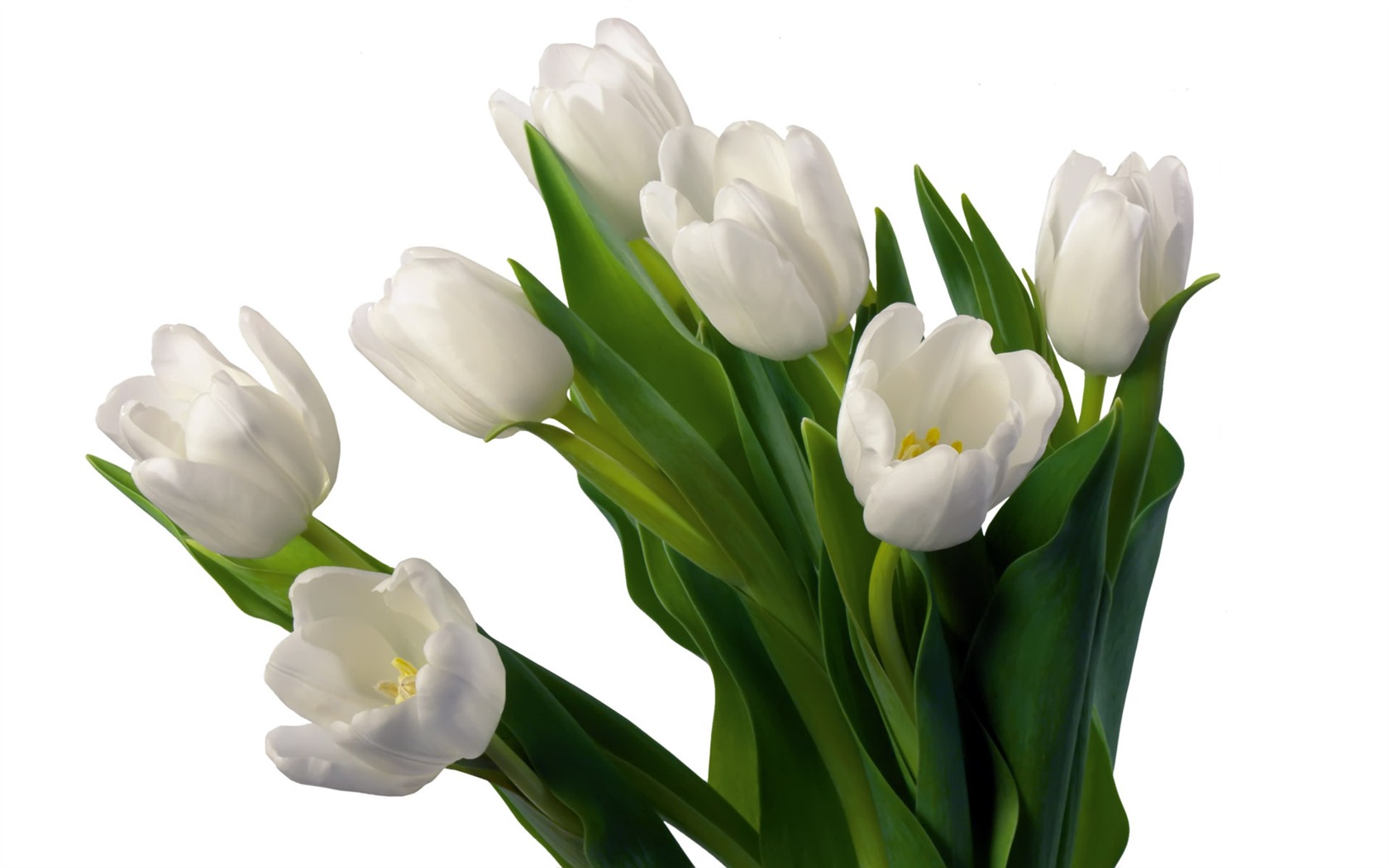 Tulip tapety album (7) #11 - 1680x1050