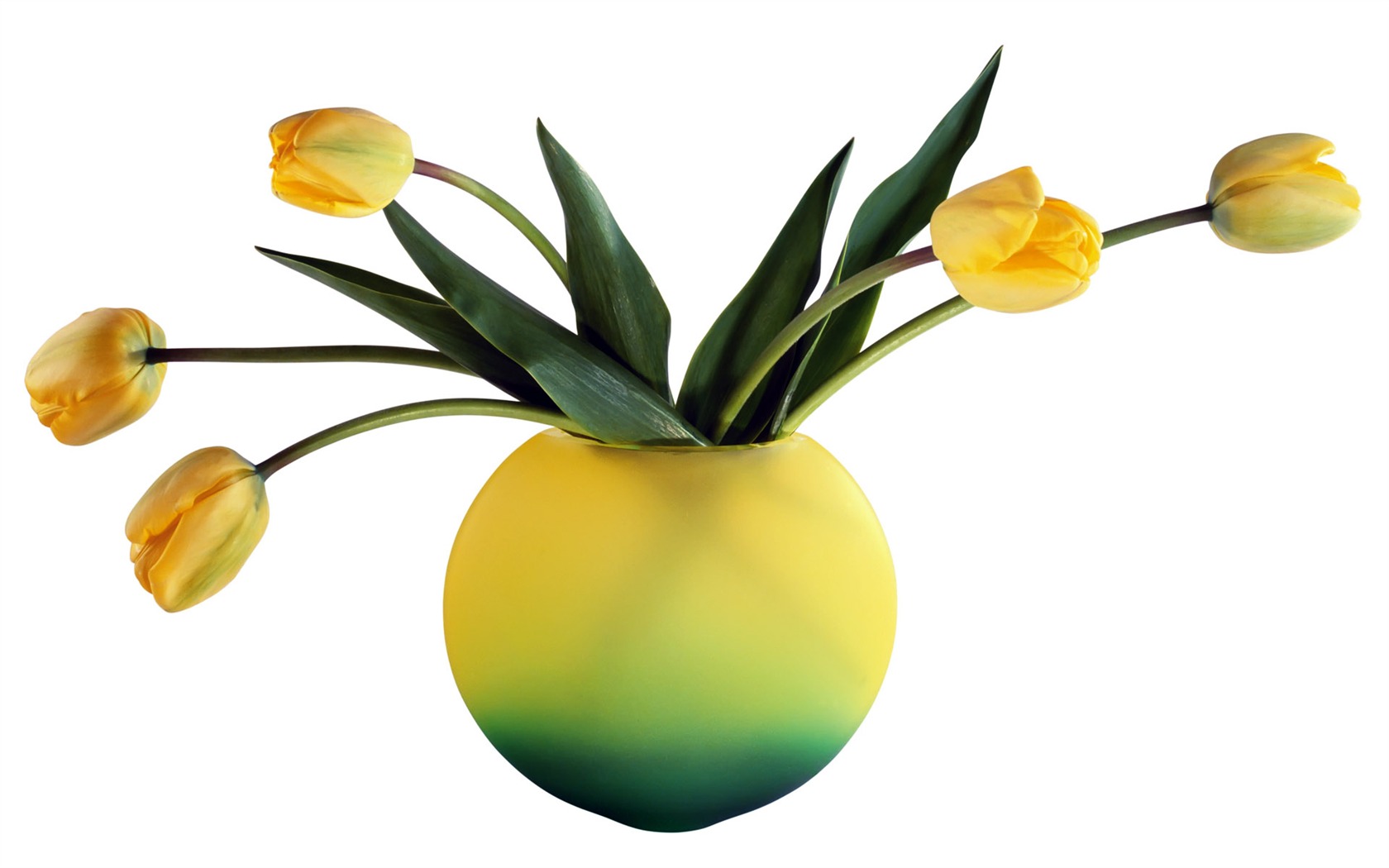 Tulip tapety album (7) #14 - 1680x1050