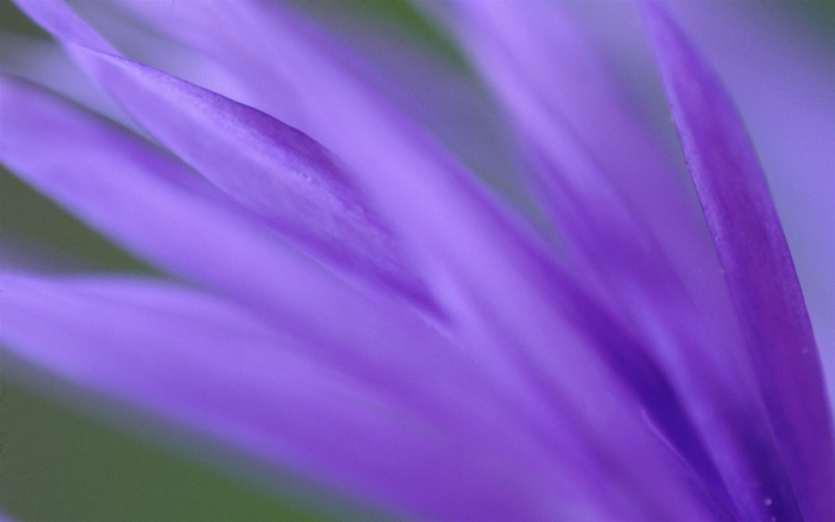 Large green leaves close-up flower wallpaper (1) #4 - 1680x1050