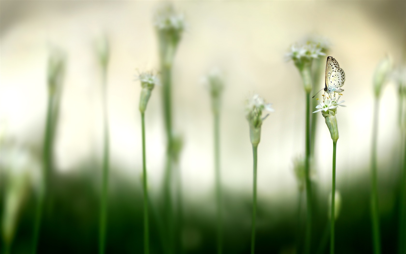 Large green leaves close-up flower wallpaper (1) #13 - 1680x1050