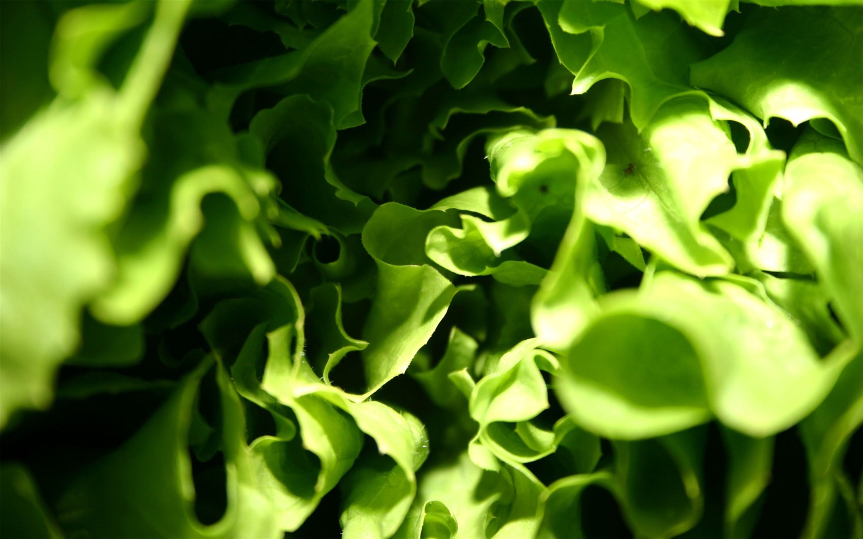 Large green leaves close-up flower wallpaper (2) #14 - 1680x1050