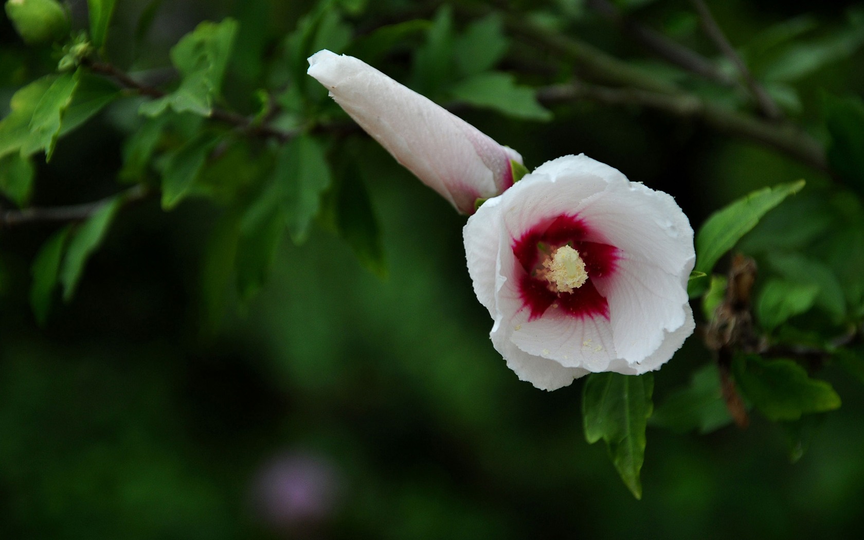 Panenství Jade Althea (vlk týmové práce) #5 - 1680x1050