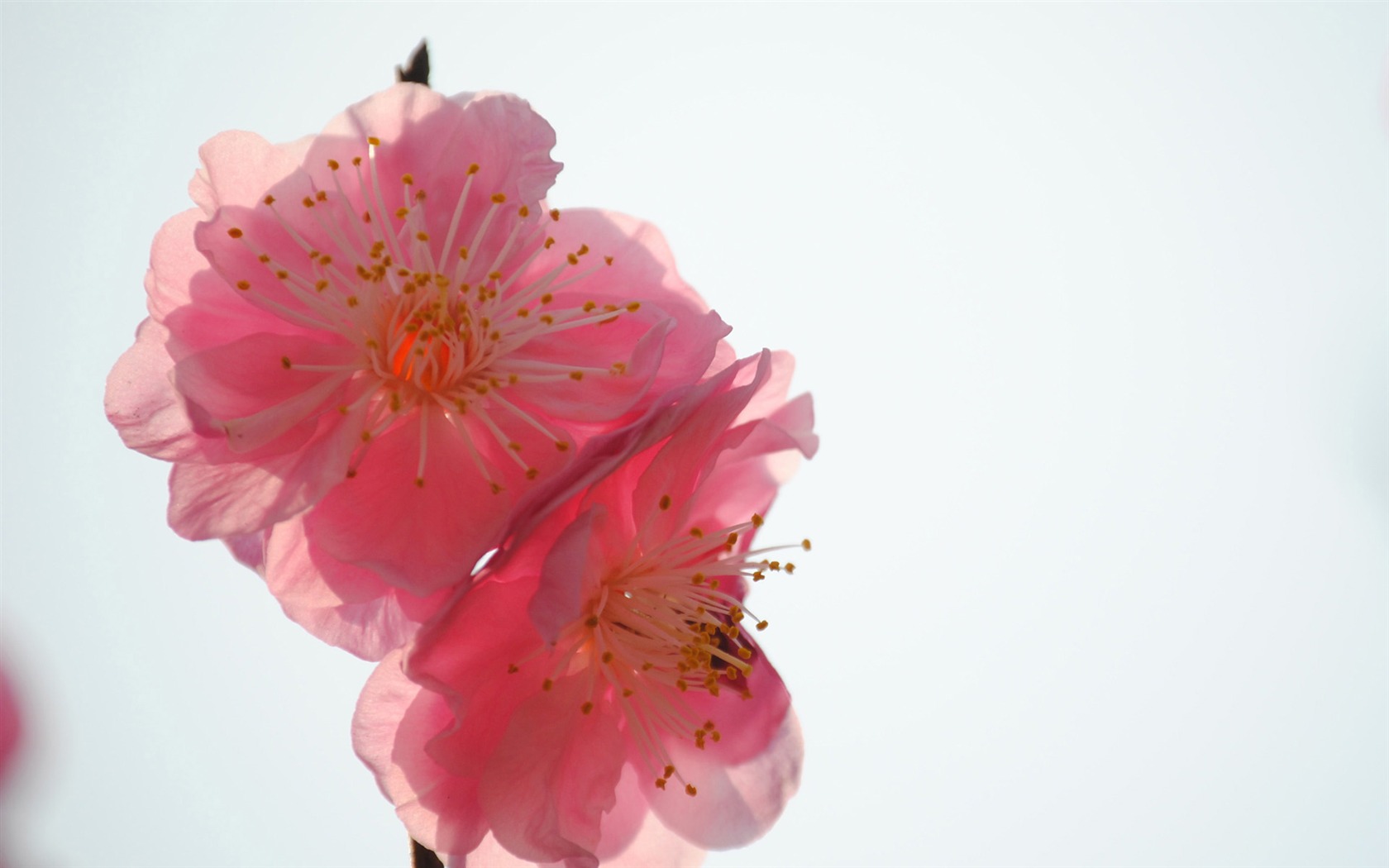 Švestka (Pink 526 záznamů) #2 - 1680x1050