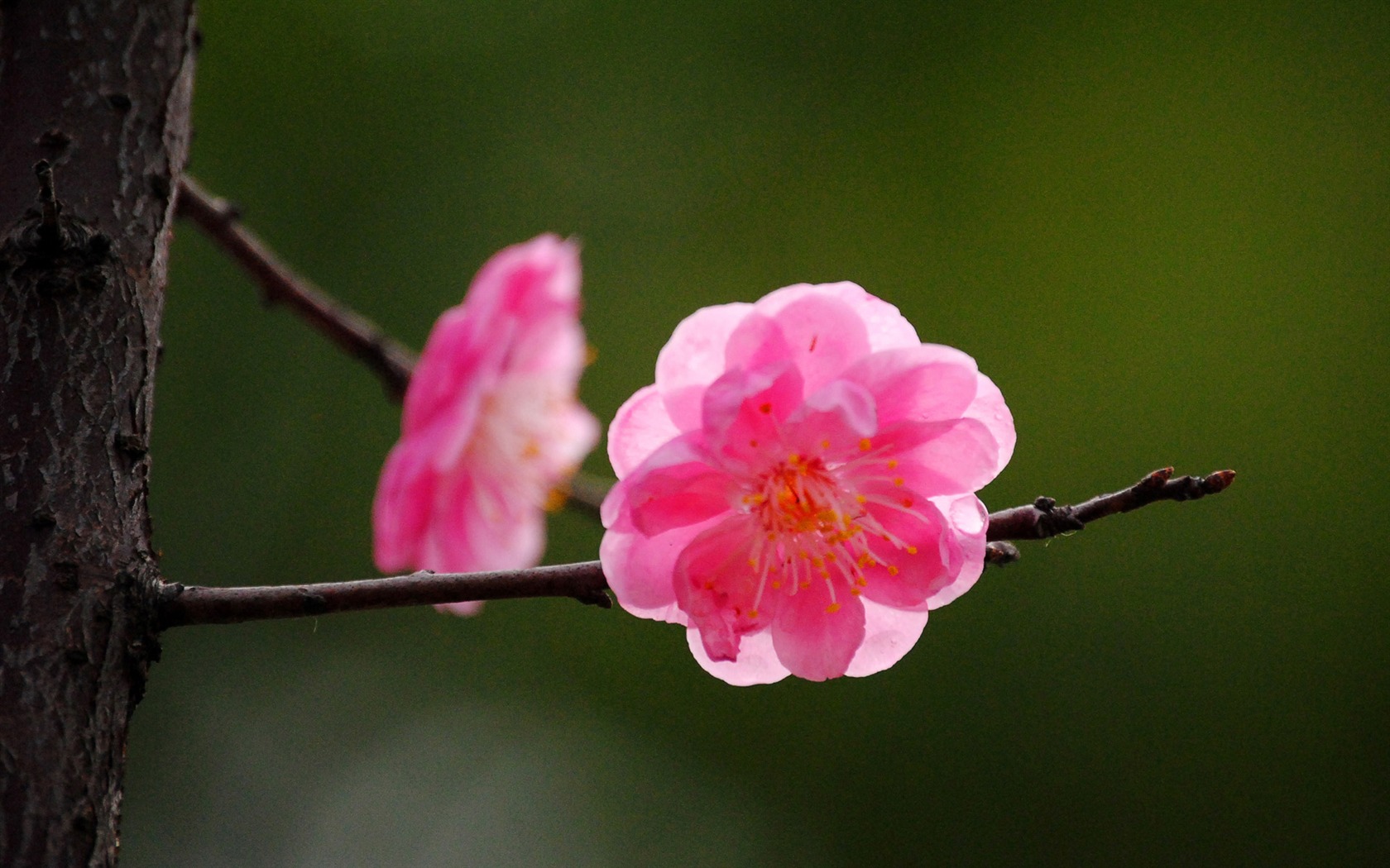 Švestka (Pink 526 záznamů) #15 - 1680x1050