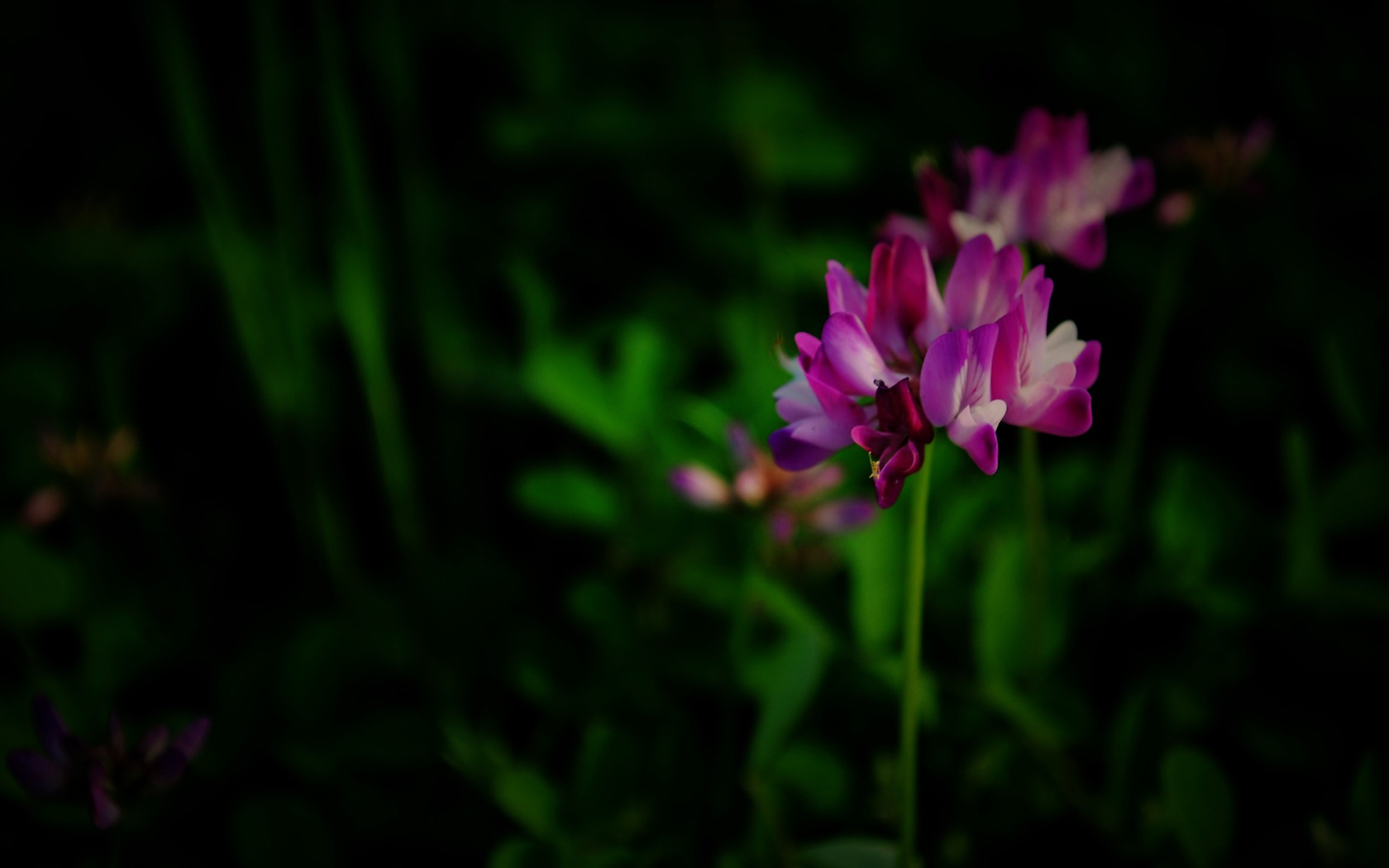 Tyto květiny (Pretty in Pink 526 záznamů) #6 - 1680x1050