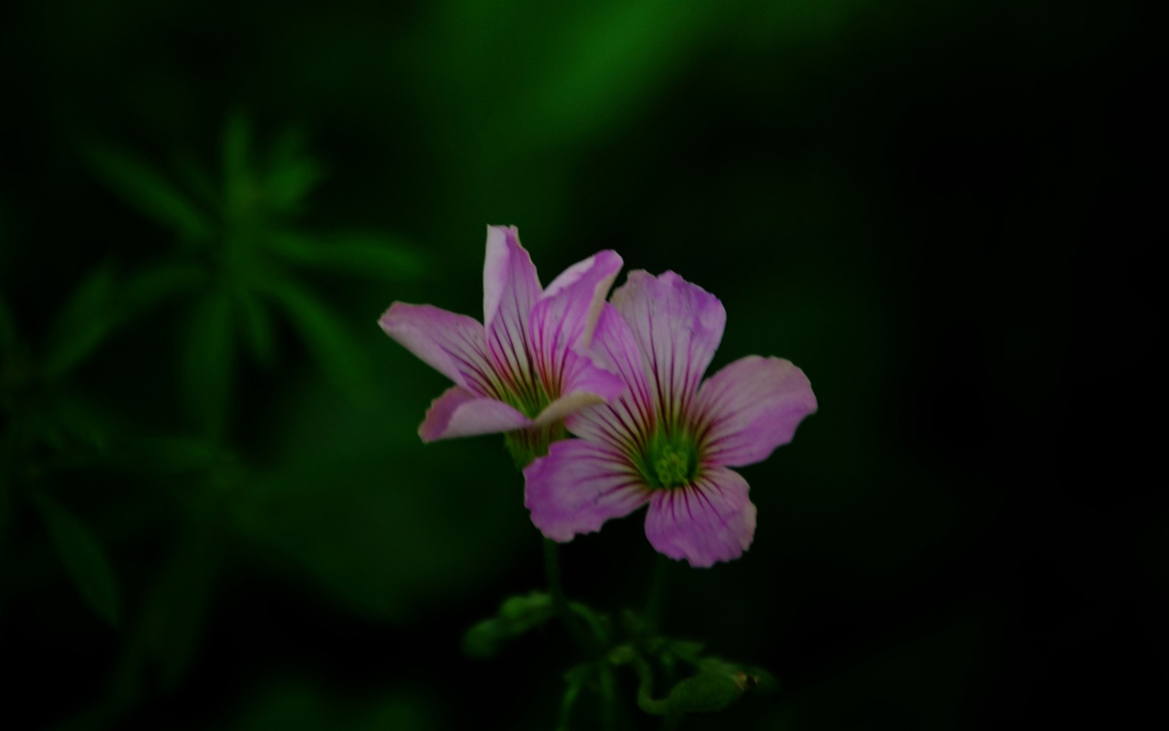 Tyto květiny (Pretty in Pink 526 záznamů) #12 - 1680x1050