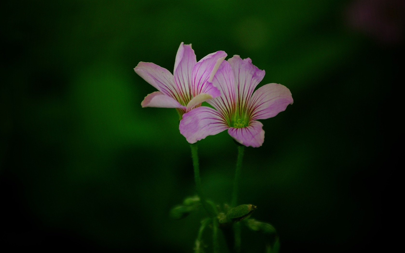 Those flowers (Pretty in Pink 526 entries) #14 - 1680x1050