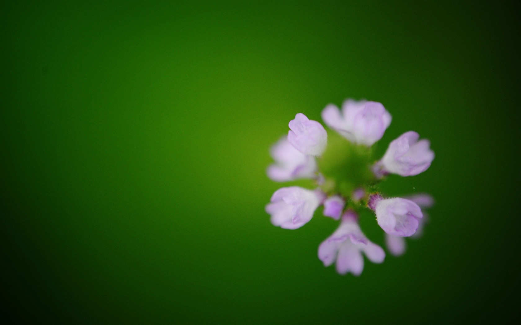 Flowers macro (Pretty in Pink 526 entries) #6 - 1680x1050