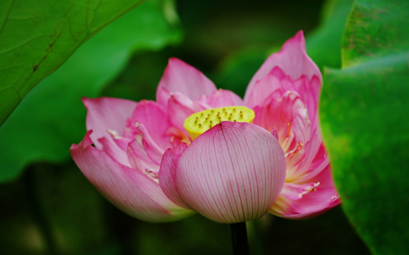 Lotus (Pretty in Pink 526 entries) #2 - 1680x1050