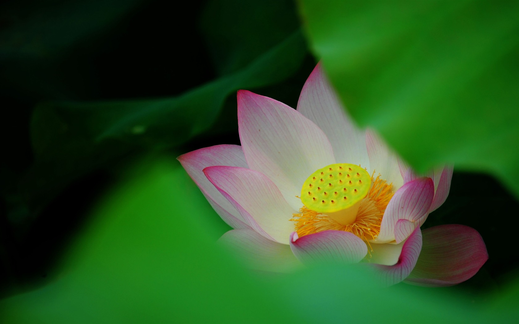 Lotus (Pretty in Pink 526 entries) #12 - 1680x1050