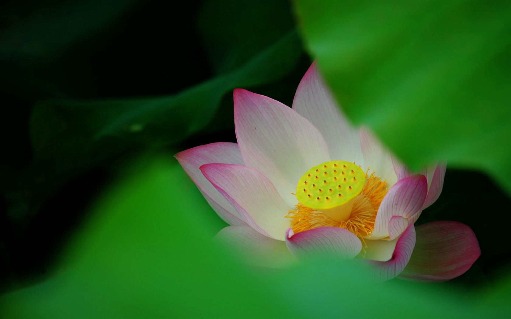 Lotus (Pretty in Pink 526 záznamů) #12 - 1680x1050