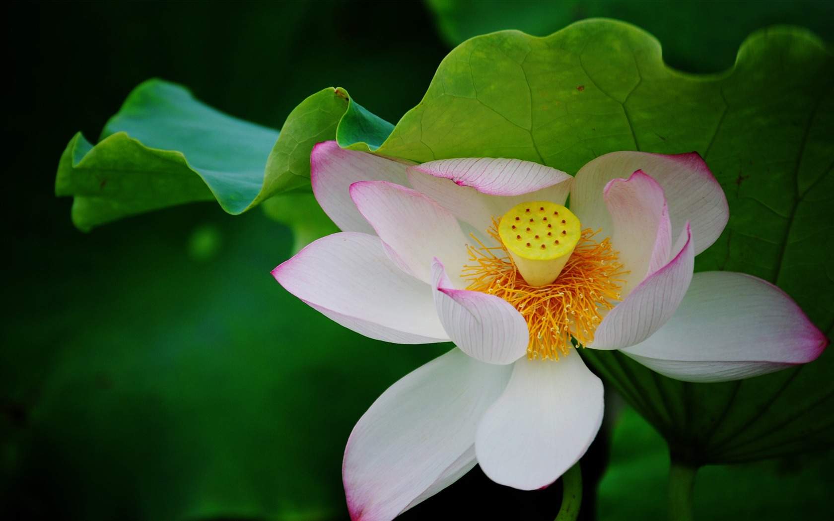 Lotus (Pretty in Pink 526 záznamů) #20 - 1680x1050