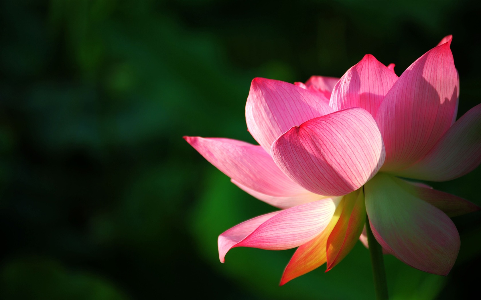 Letní brilantní (Pretty in Pink 526 záznamů) #16 - 1680x1050