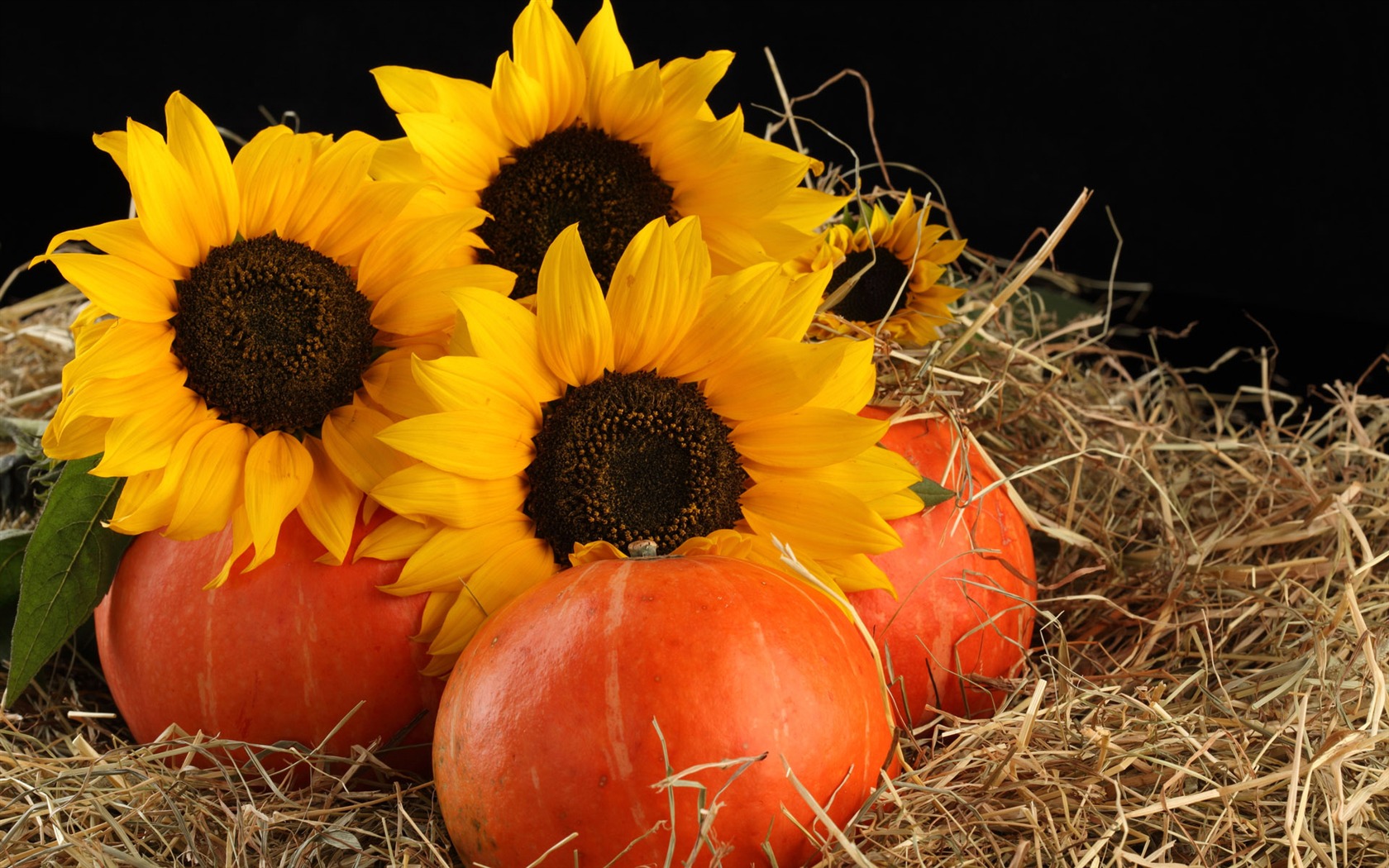 Beautiful sunflower close-up wallpaper (1) #2 - 1680x1050